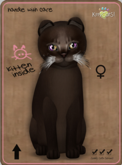 KittyCatS Box - Abyssinian - Dark Chocolate Female