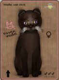 KittyCatS Box - Abyssinian - Dark Chocolate Female