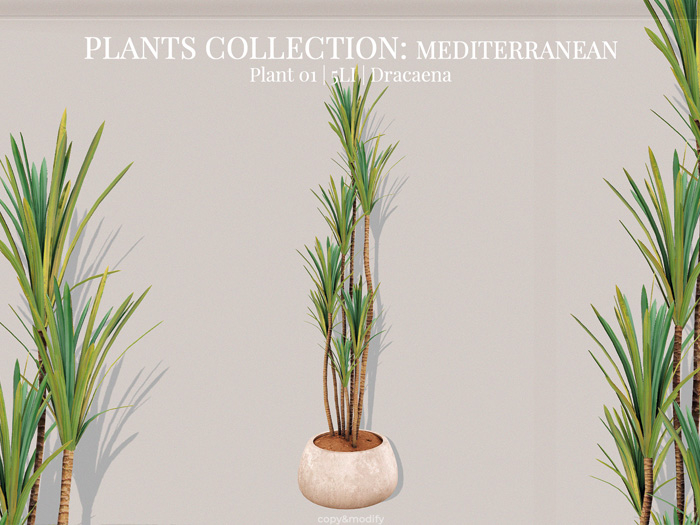 MINIMAL - Plants Collection-Mediterranean 1