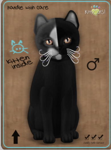 KittyCatS Box - Chimera - Black Grey Male