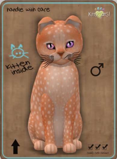 KittyCatS Box - Cheetah! - Tangerine Male