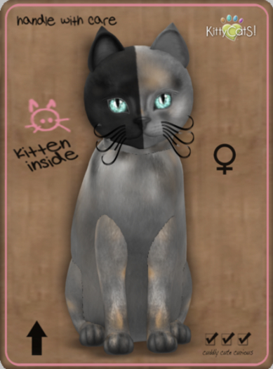 KittyCatS Box - Chimera - Washed Tortie Female