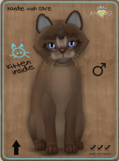 KittyCatS Box - Abyssinian - Ruddy Male