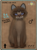 KittyCatS Box - Abyssinian - Ruddy Male