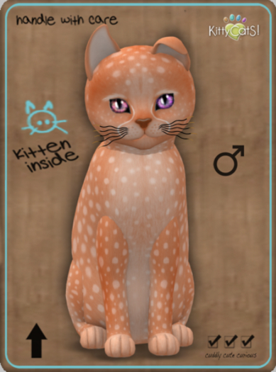 KittyCatS Box - Cheetah! - Tangerine Male