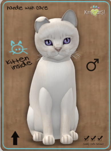 KittyCatS Box - Abyssinian - Creme Male