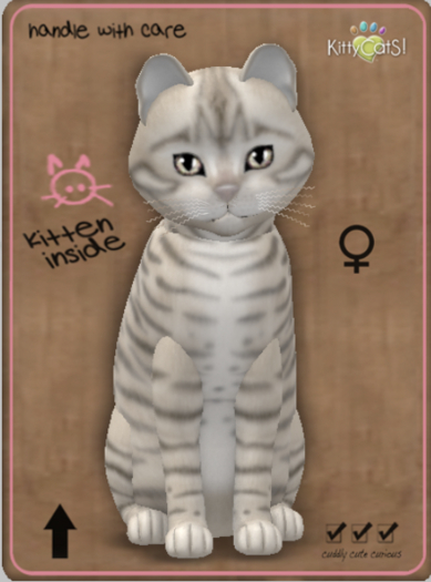 KittyCatS Box - Toyger - Snow Female
