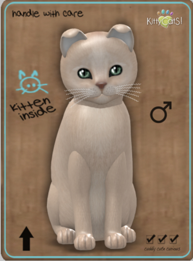 KittyCatS Box - Abyssinian - Fawn Male