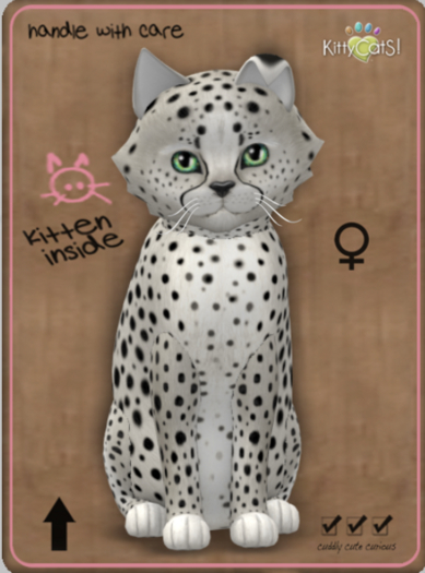 KittyCatS Box - Cheetah! - Maltese Black Chinchilla Female