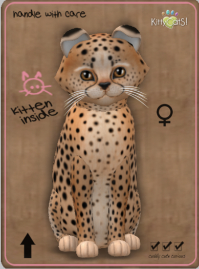 KittyCatS Box - Cheetah! - Ginger Flame Female