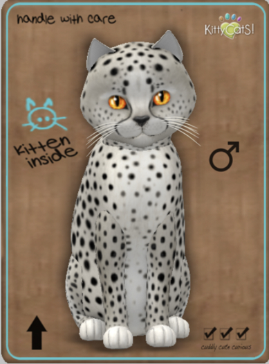 KittyCatS Box - Cheetah! - Maltese Black Chinchilla Male