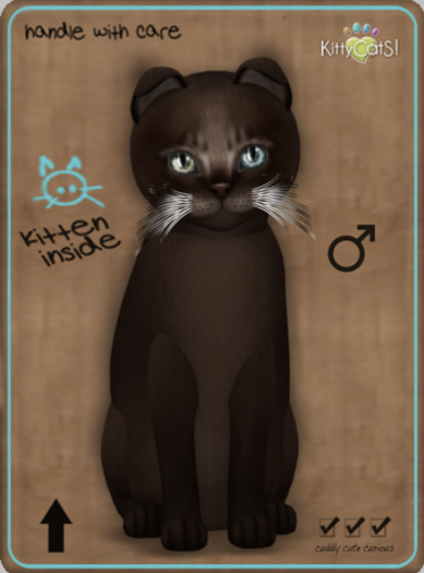 KittyCatS Box - Abyssinian - Dark Chocolate Male