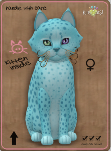 KittyCatS Box - Cheetah! - Blue Raspberry No. 2 Female