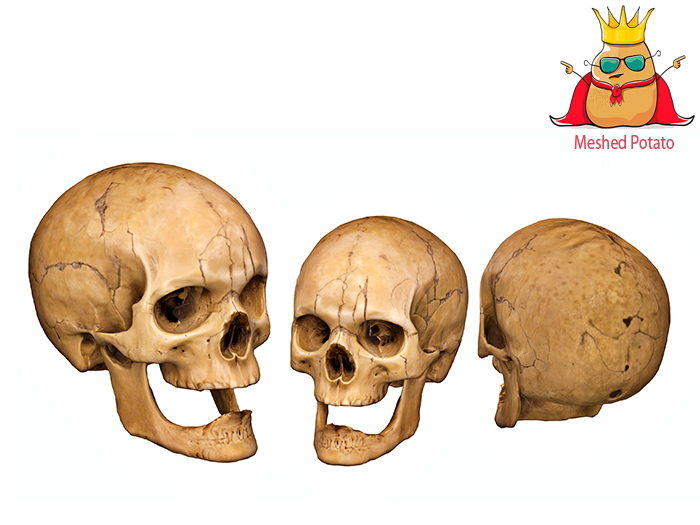 Skull Full Perm