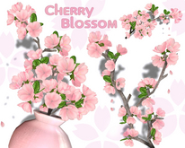 Cherry Blossom
