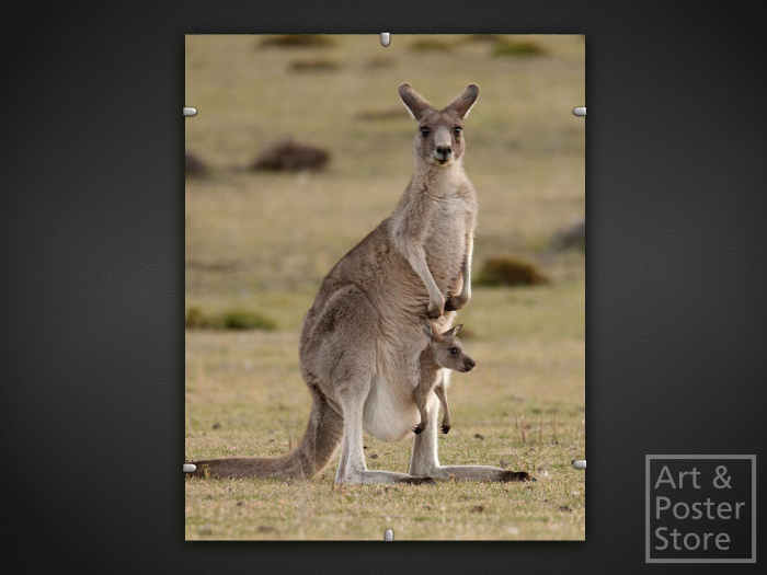 Kangaroo | Wildlife Photo Poster | Mesh Clip Frame 