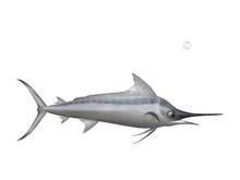 (7S) Uncommon Fish: Silver Marlin