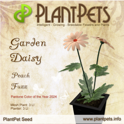 PlantPet Seed [Garden Daisy *Peach Fuzz*]