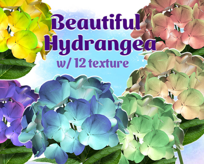 Hydrangea