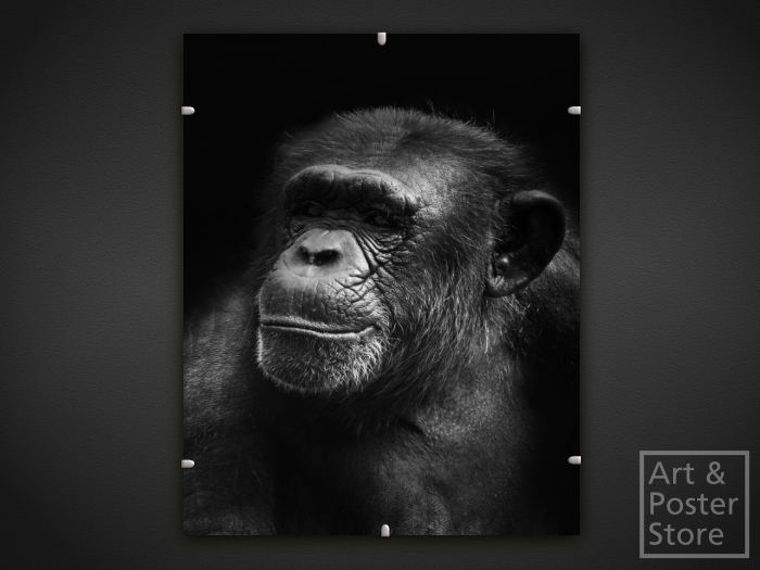 Chimpanzee | Wildlife Photo Poster | Mesh Clip Frame 