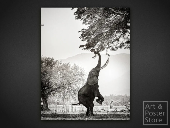 Feeding Elephant | Wildlife Photo Poster | Mesh Clip Frame 
