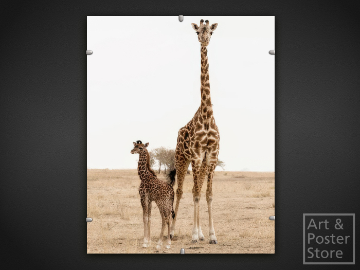 Giraffe with offspring | Wildlife Photo Poster | Mesh Clip Frame