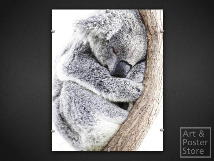 Koala | Wildlife Photo Poster | Mesh Clip Frame 