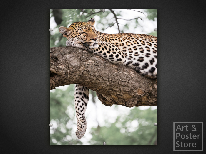 Sleeping Leoprd | Wildlife Photo Poster | Mesh Clip Frame 