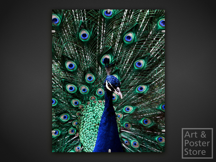 Peacock | Wildlife Photo Poster | Mesh Clip Frame 