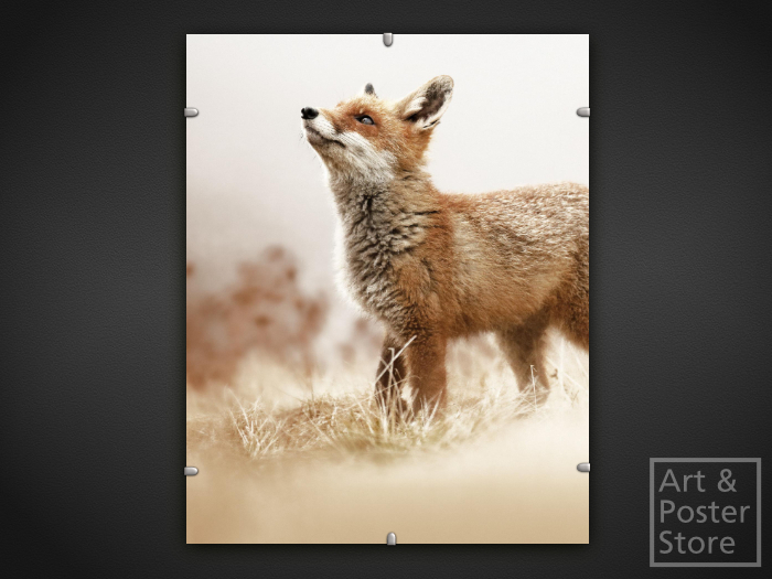 Red Fox | Wildlife Photo Poster | Mesh Clip Frame
