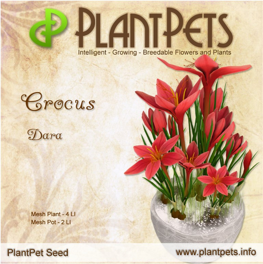 PlantPet Seed [Crocus *Dara*]