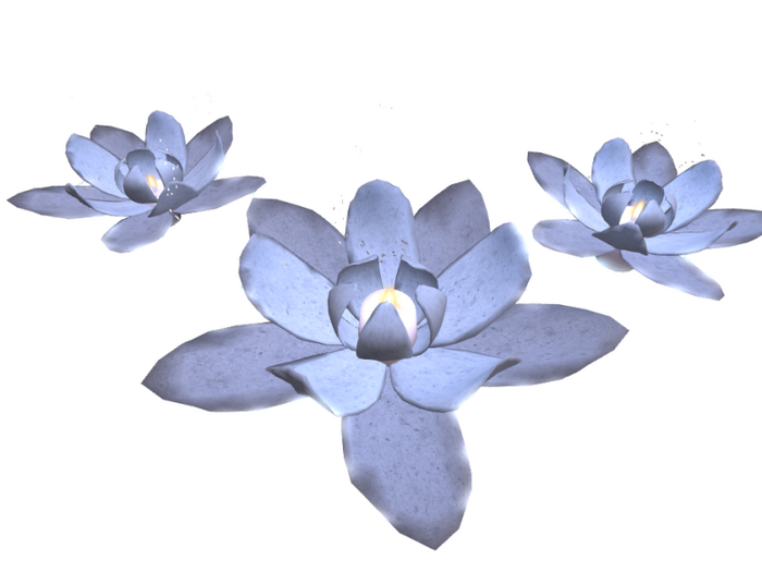 17 Candle Flower  // Lillystone // 3rd Eye