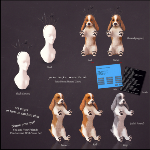 *Pink Acid Older Basset Hound Gray Male*