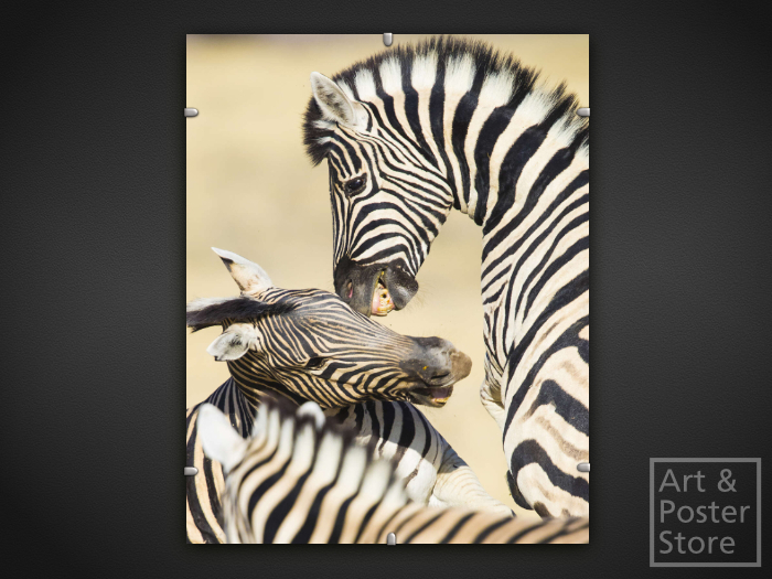 Zebra | Wildlife Photo Poster | Mesh Clip Frame 