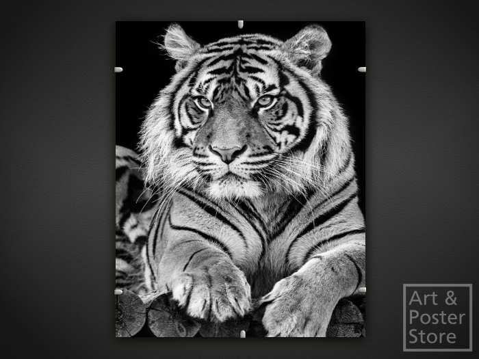 Tiger | Wildlife Photo Poster | Mesh Clip Frame 