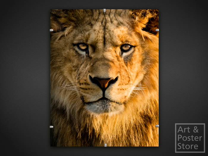 Lion | Wildlife Photo Poster | Mesh Clip Frame 