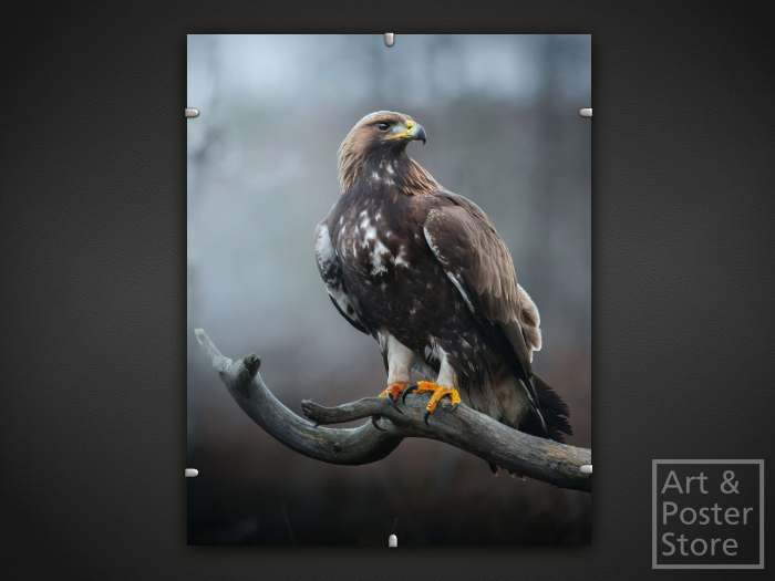 Golden Eagle | Wildlife Photo Poster | Mesh Clip Frame 