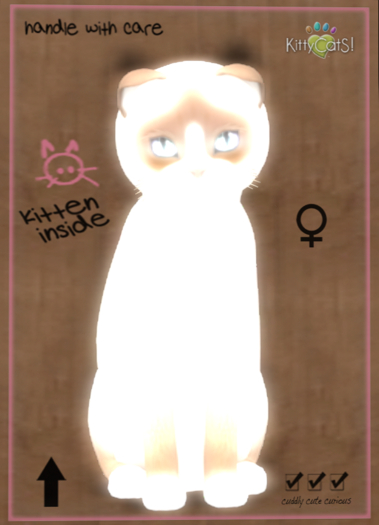 KittyCatS Box - Snowshoe - Cream 9T (female)