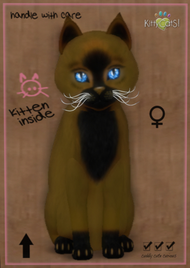 KittyCatS Box - Faux Puff - Chai Latte 9T (female)