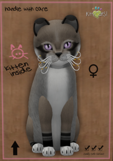 KittyCatS Box - Foxie - Dusty Slate 9T (female)