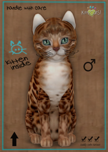 KittyCatS Box - Bengal - Copper (male)