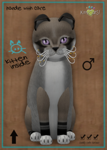 KittyCatS Box - Foxie - Dusty Slate 9T (male)