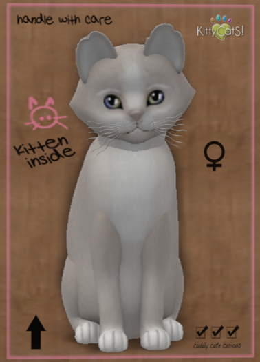 KittyCatS Box - Genesis - Pearl II (female)