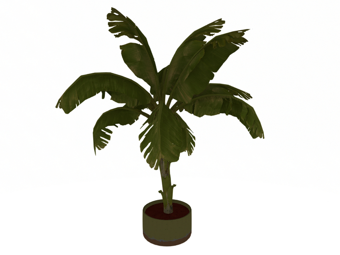 Banana plant