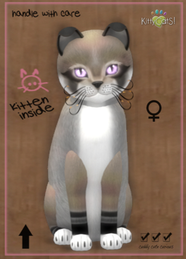 KittyCatS Box - Dusty Slate 9T (female)