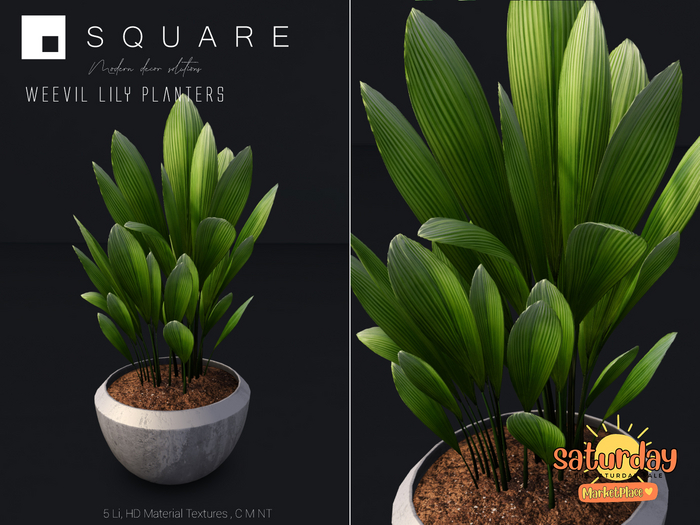 [ SQUARE ] - Weevil Lily Planter TSSMP