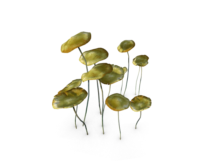 {anc} Tall mushroom Cluster cheese 6Li