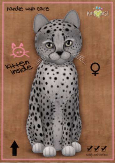 KittyCatS Box - Cheetah! - Silver - Bigger de Big
