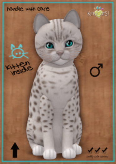 KittyCatS Box - Ocicat - Platinum - Petite