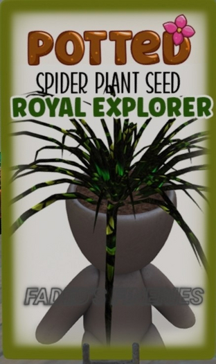 Potted: Spider Seed: Royal Explorer